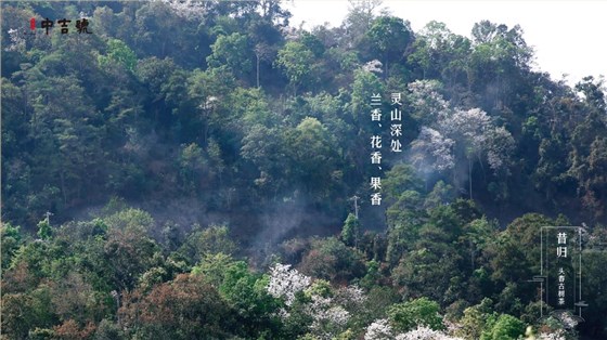 中吉号昔归茶园