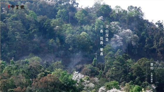 云南普洱茶