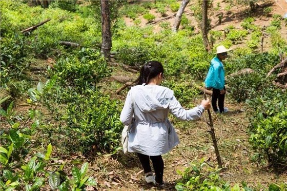 中吉号麻黑普洱茶