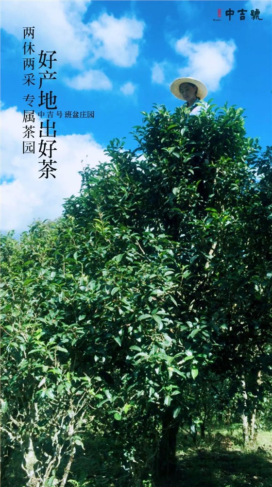 班盆普洱茶价格