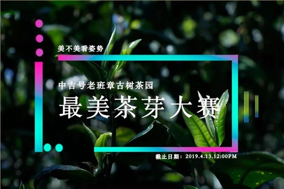 老班章茶芽大赛