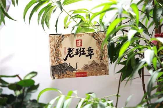 中吉号广州茶博会