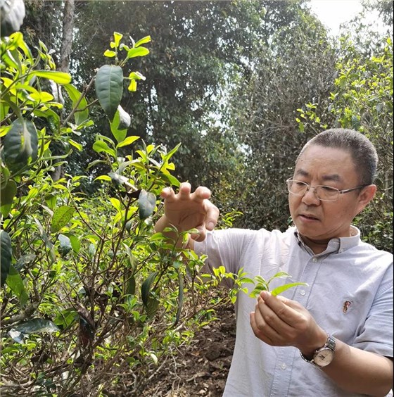 中吉号茶园基地