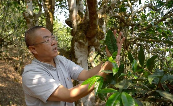 中吉号老班章普洱茶