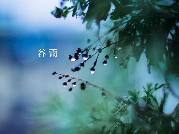 谷雨喝茶