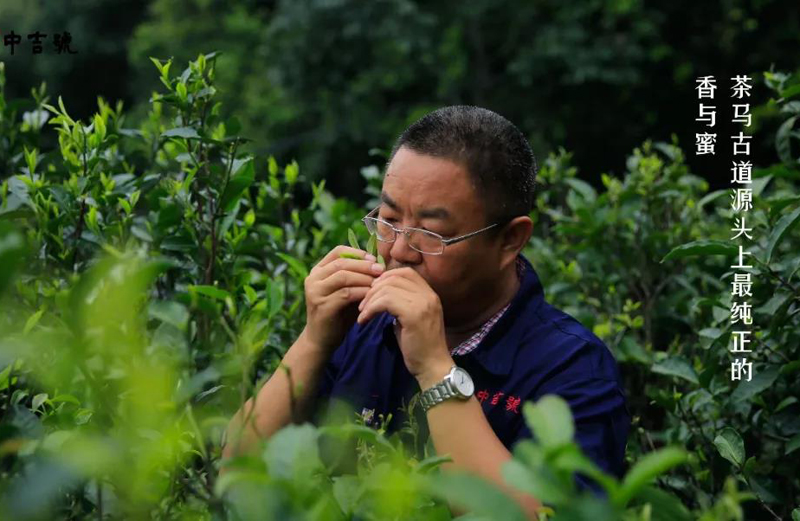 中吉号麻黑茶