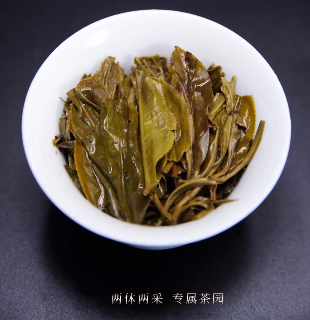 普洱茶生茶