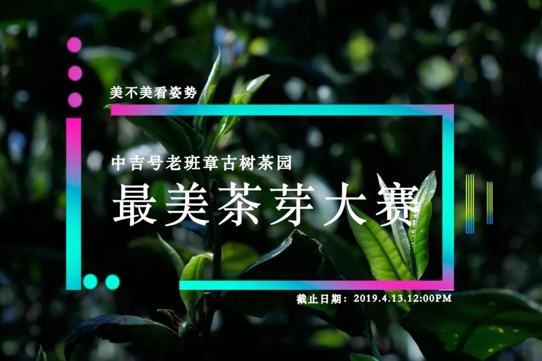 老班章茶芽大赛