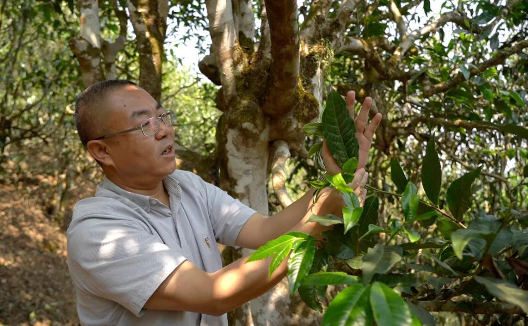 中吉号老班章普洱茶