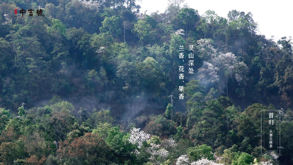 中吉号茶堂总结一下，"雨前"及"谷花"两个时期所产的品质最好