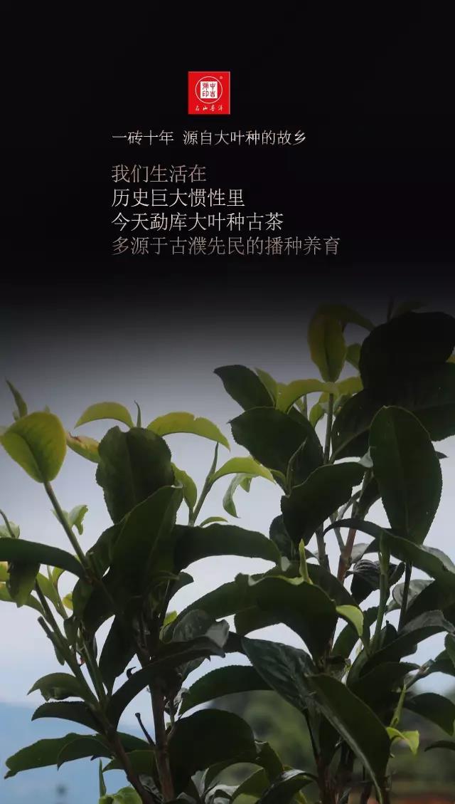 中吉号古树茶