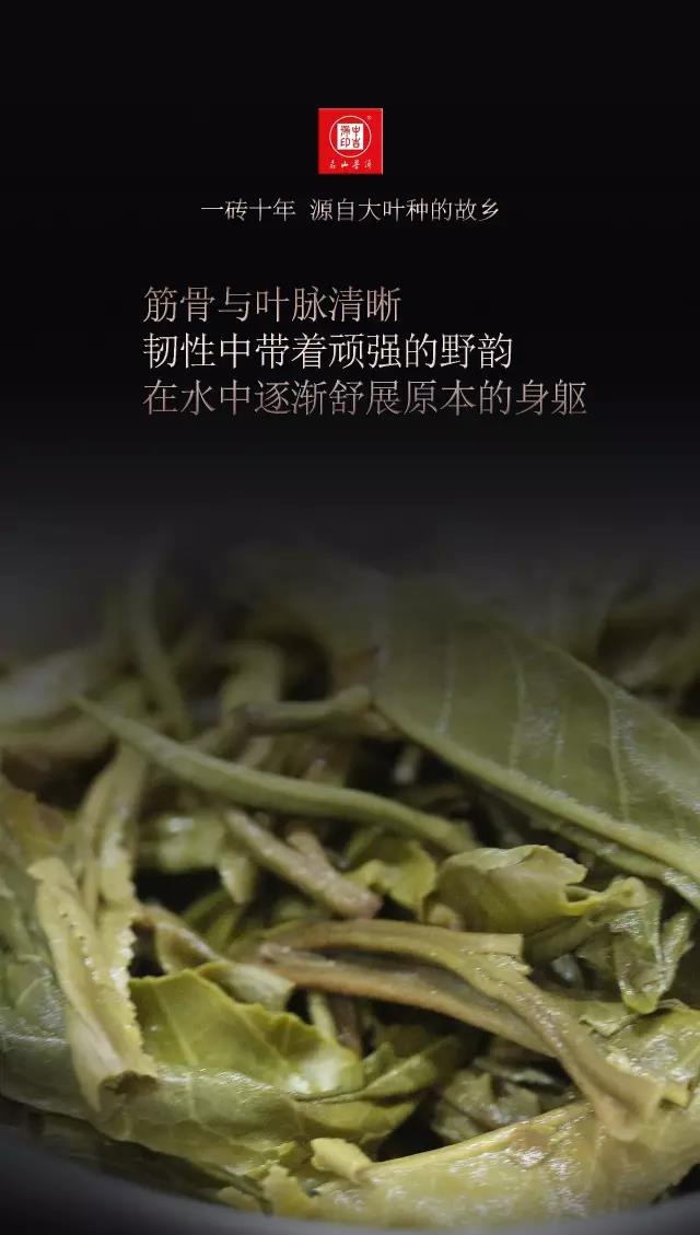 中吉号古树茶